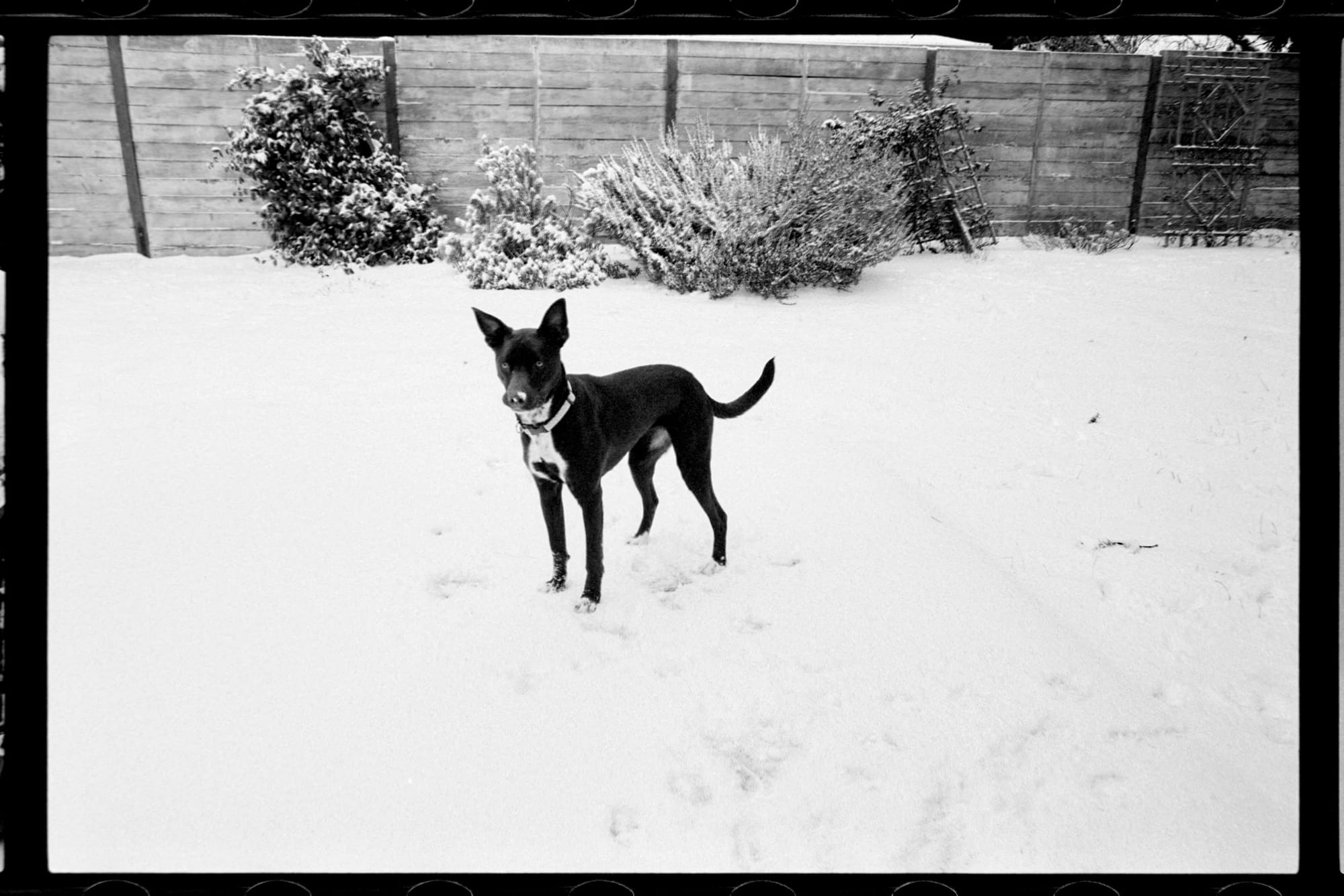 A black and white photo of a dark colored dog on a big patch of white snow and a fence in the background.