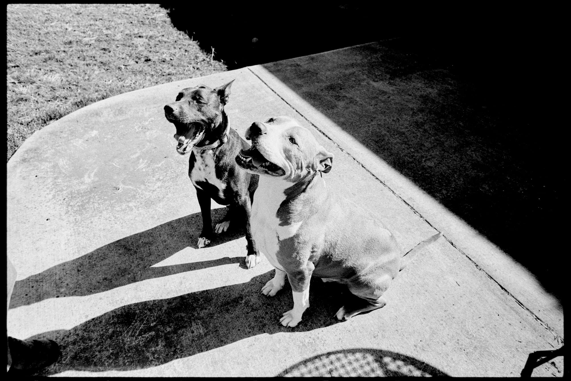 A black and white photo of 2 dogs sitting and facing to the left. One is panting and the other is yawning.