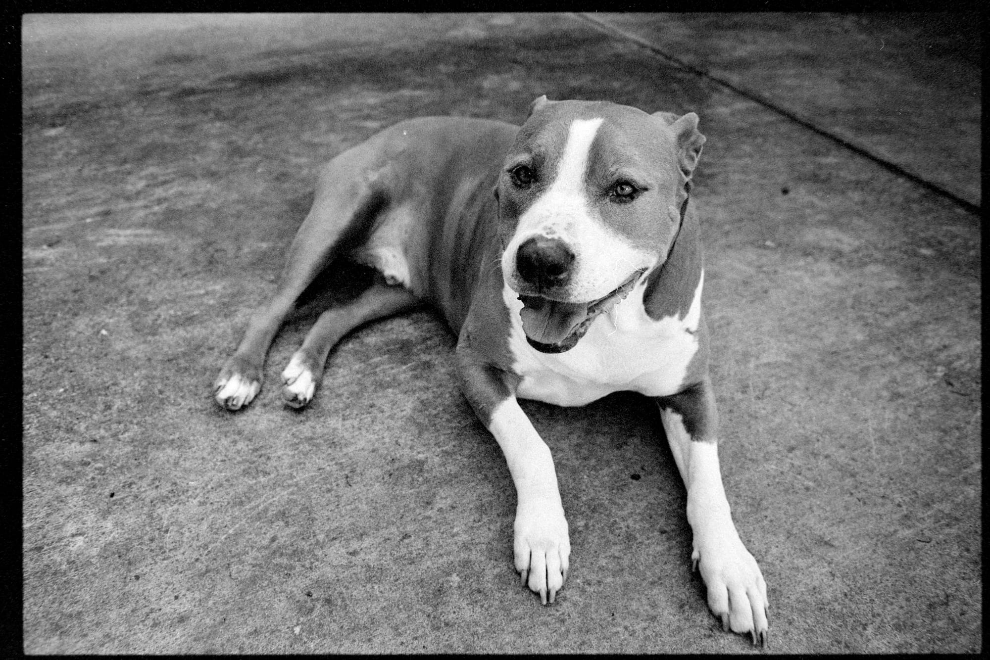 A black and white photo of a dog laying on the ground with his ears back and mouth open, panting.