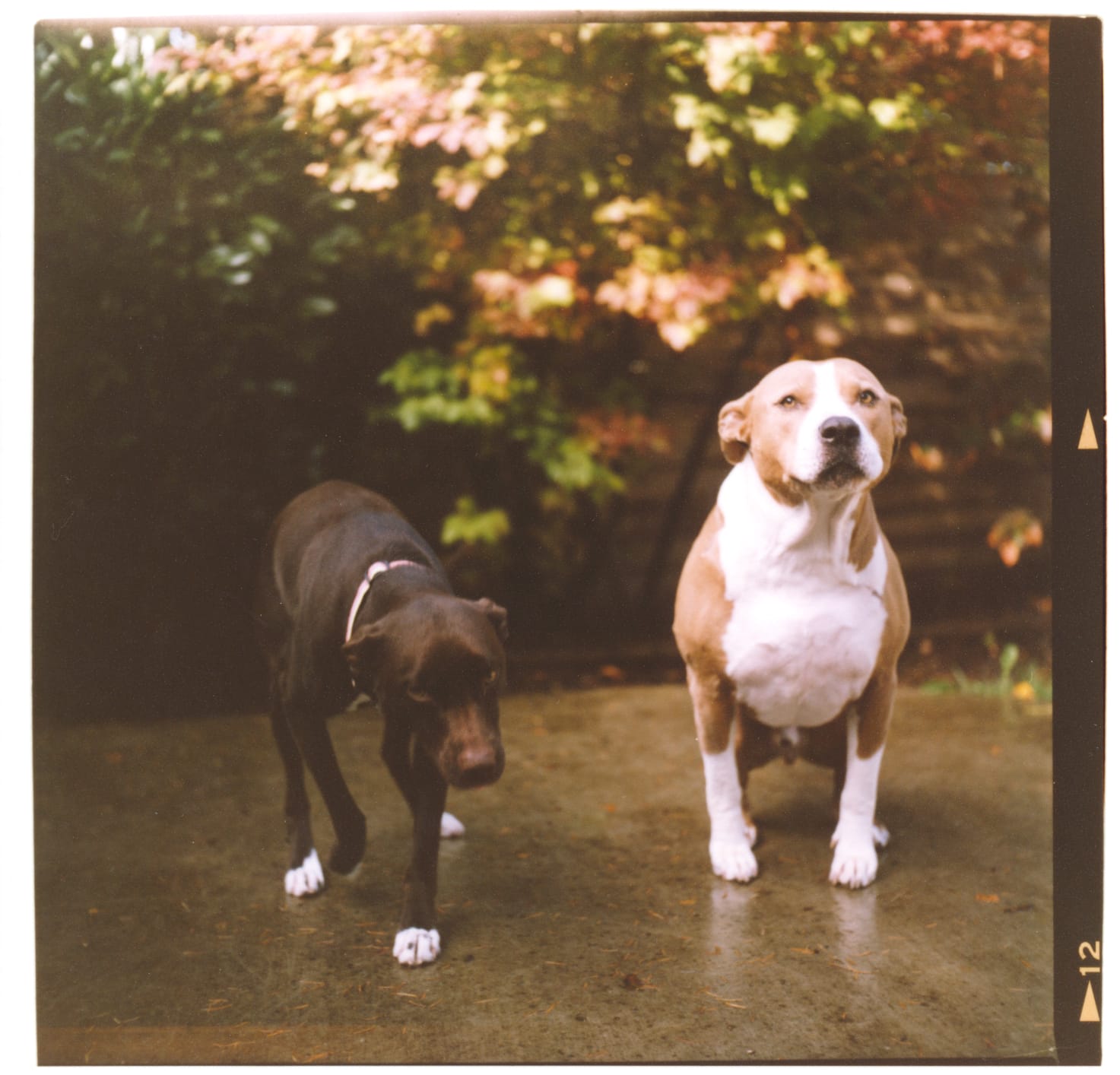 Portrait of a dark brown dog with white paws and a thick tan and white dog against some fall foliage.